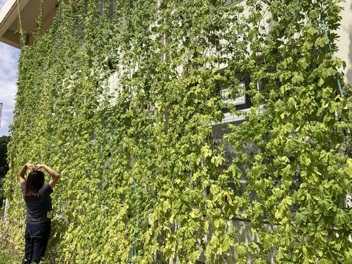 こども発達センターの緑のカーテン