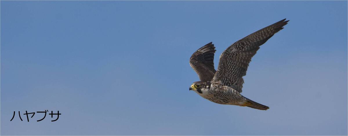 ハヤブサ