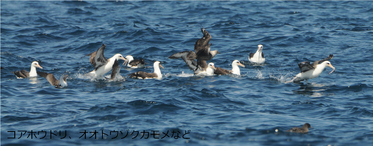 コアホウドリとオオトウゾクカモメ