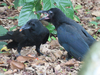 ハシブトガラスの親子