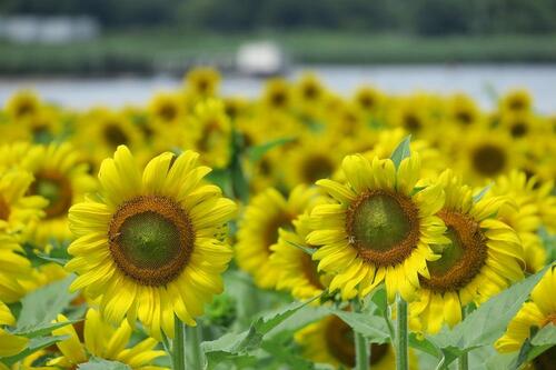 7月の写真拡大版