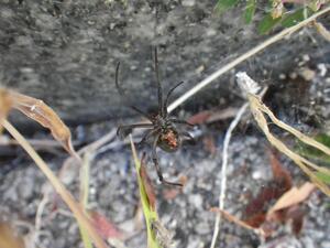 セアカゴケグモ(腹面)